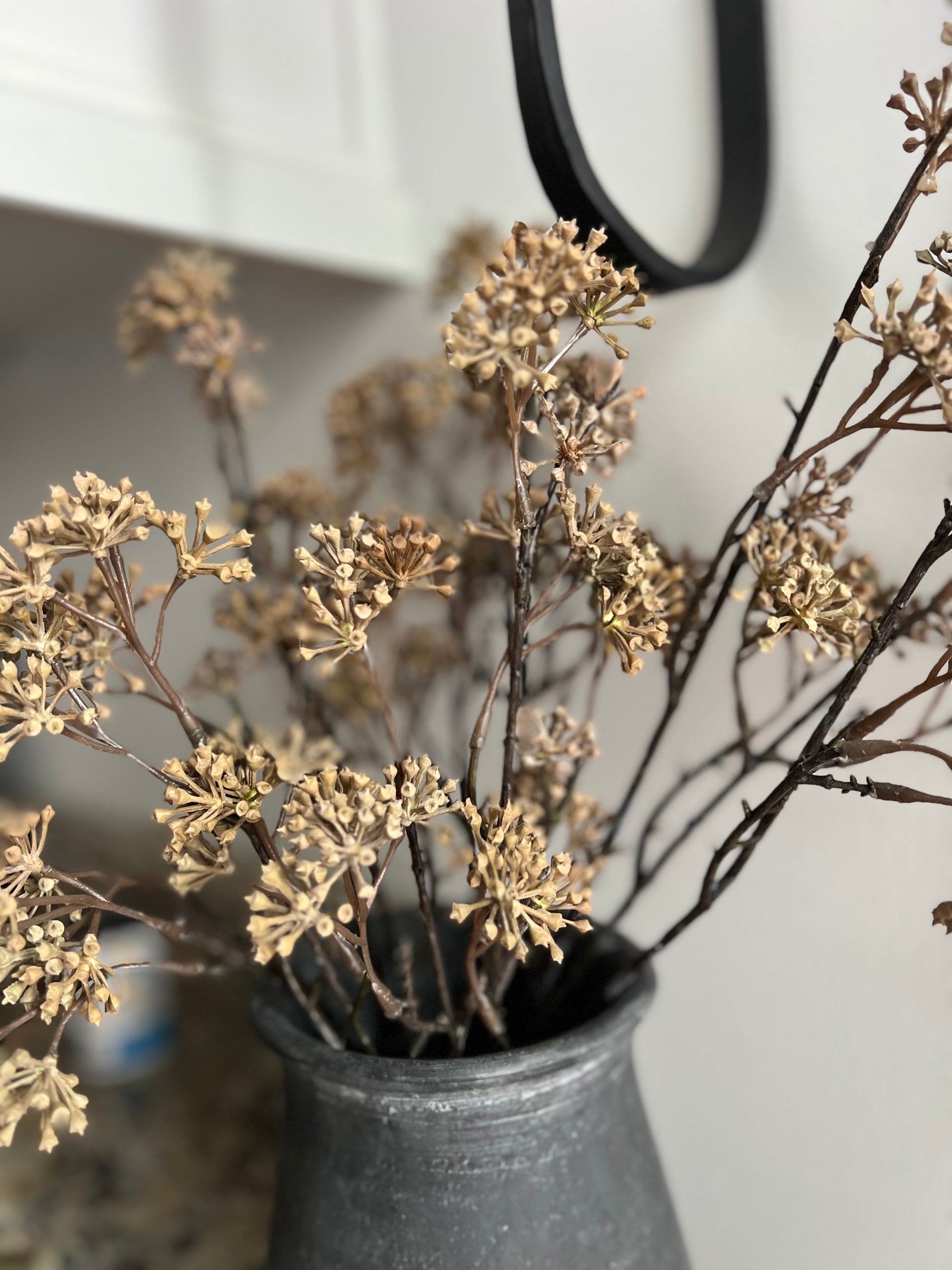 Aralia Stem