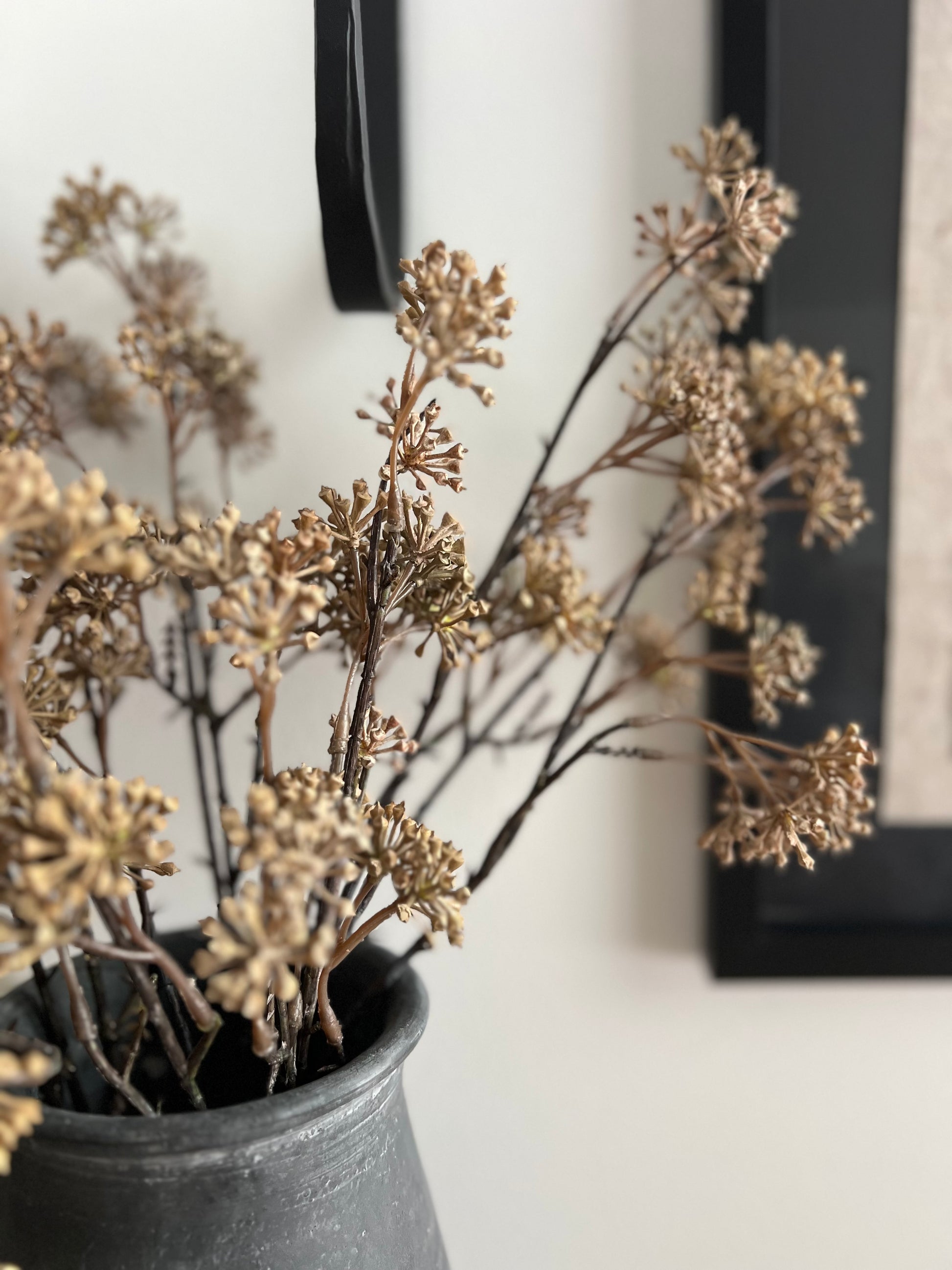 Aralia Stem
