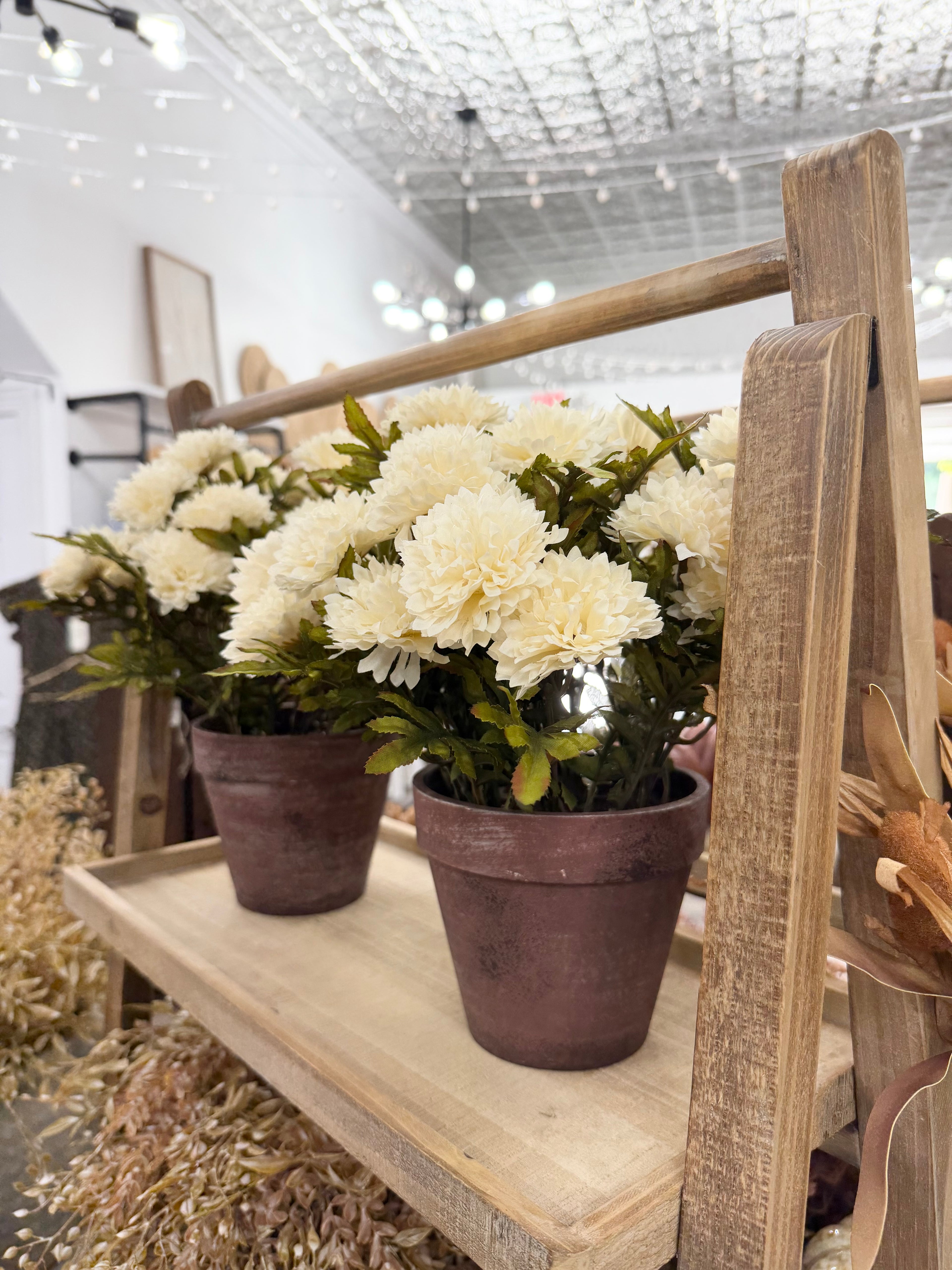Potted Cream Mums