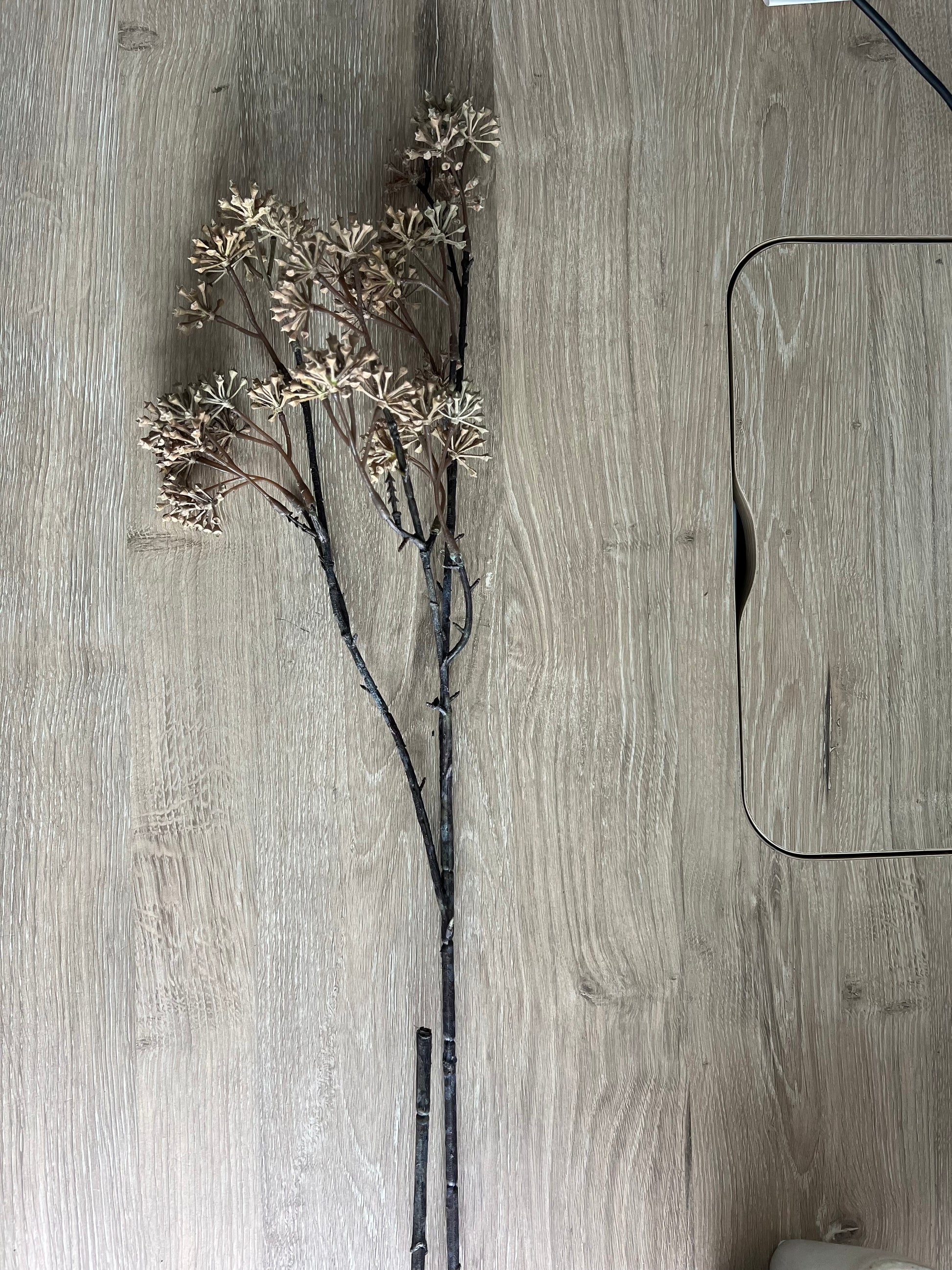 Aralia Stem