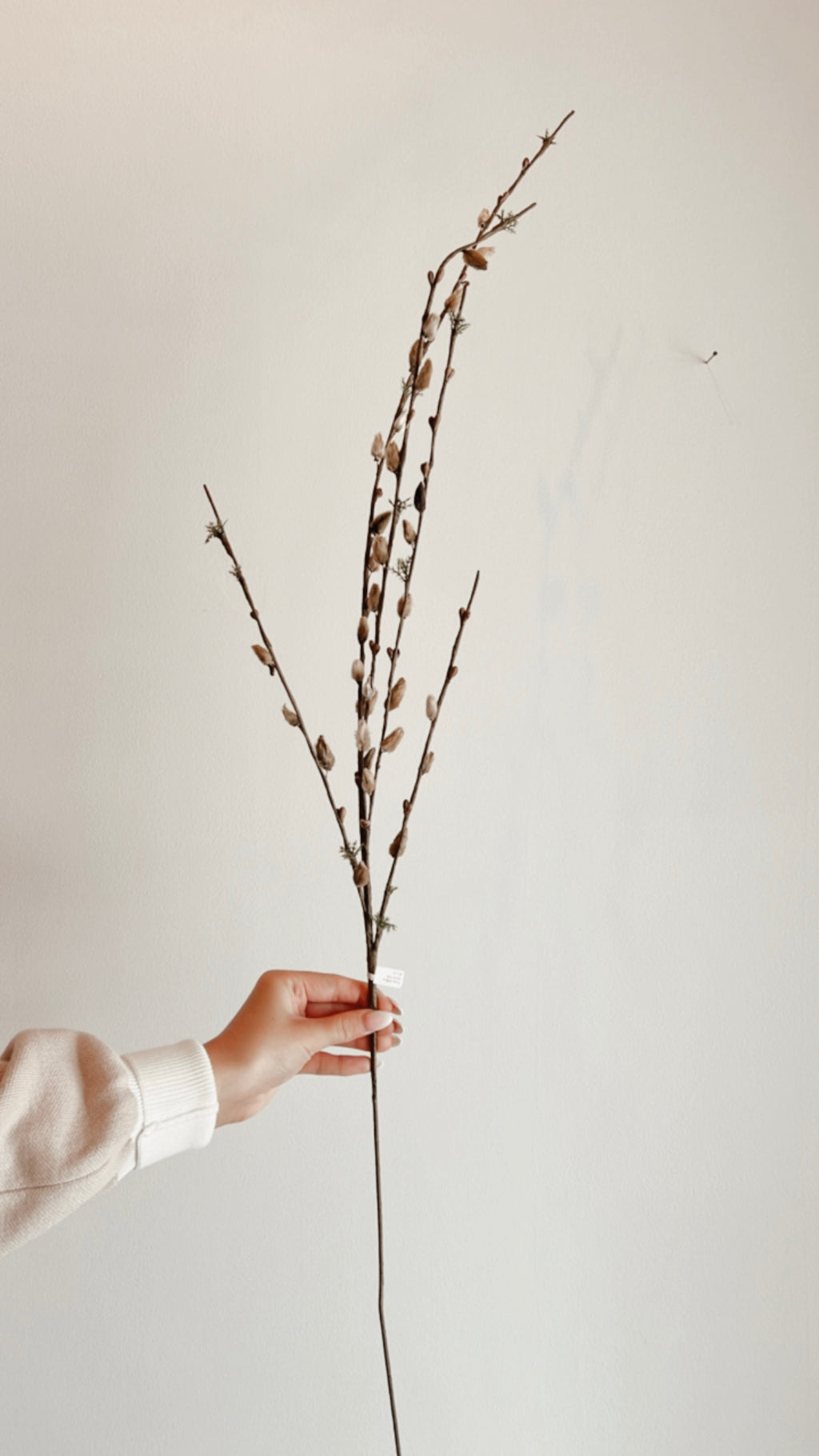 Pussy Willow Stem
