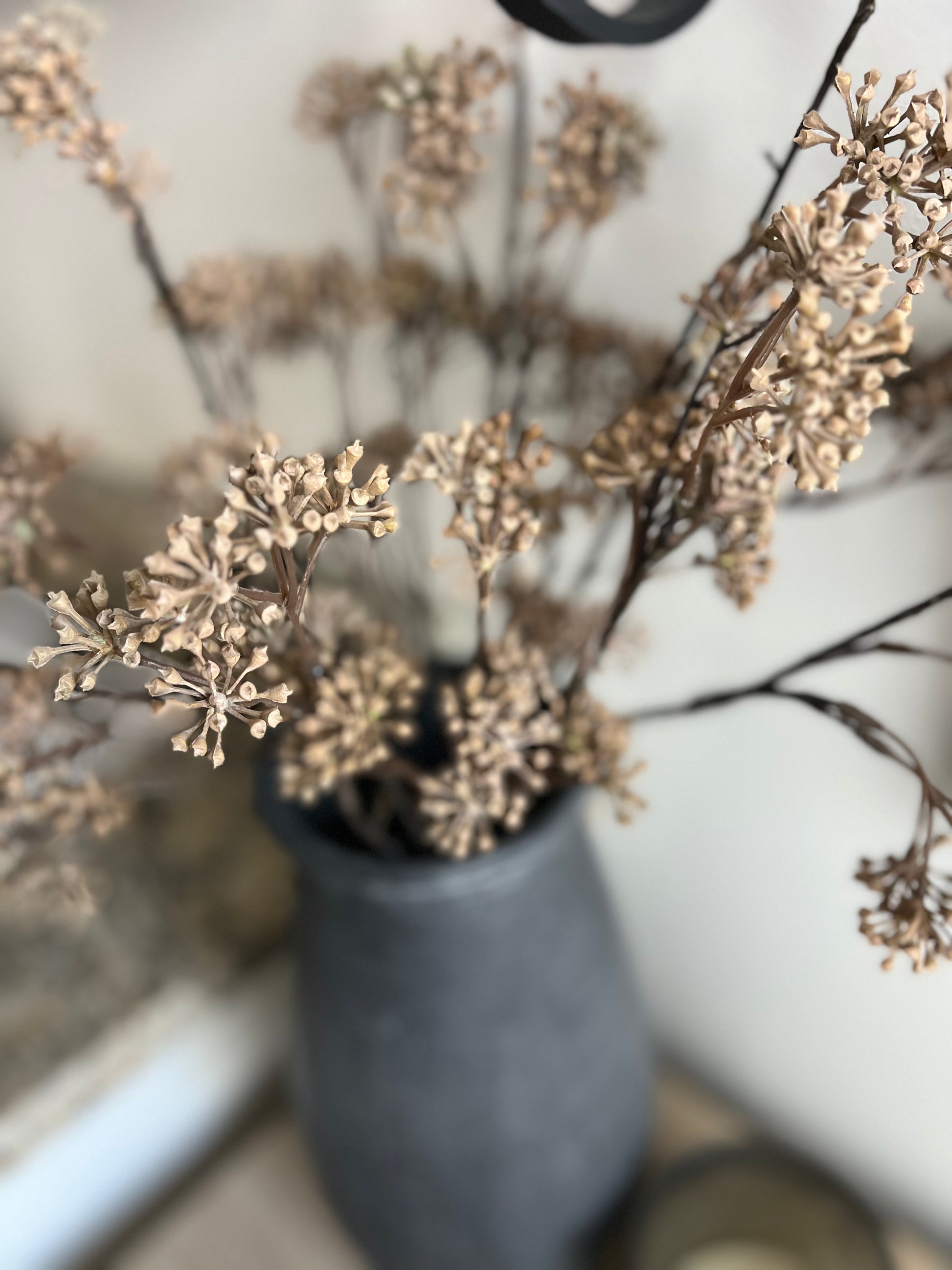 Natural Aralia Stem