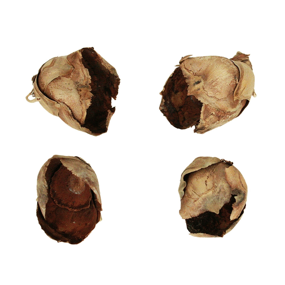 Natural Cacho Pods