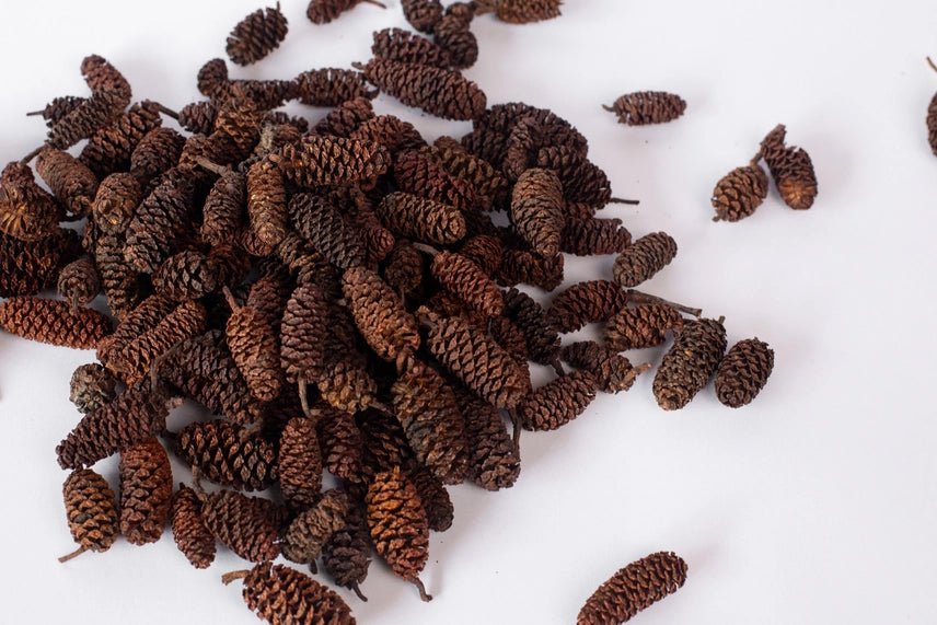 Frasier Fir Scented Pinecones - The Cozy Nest