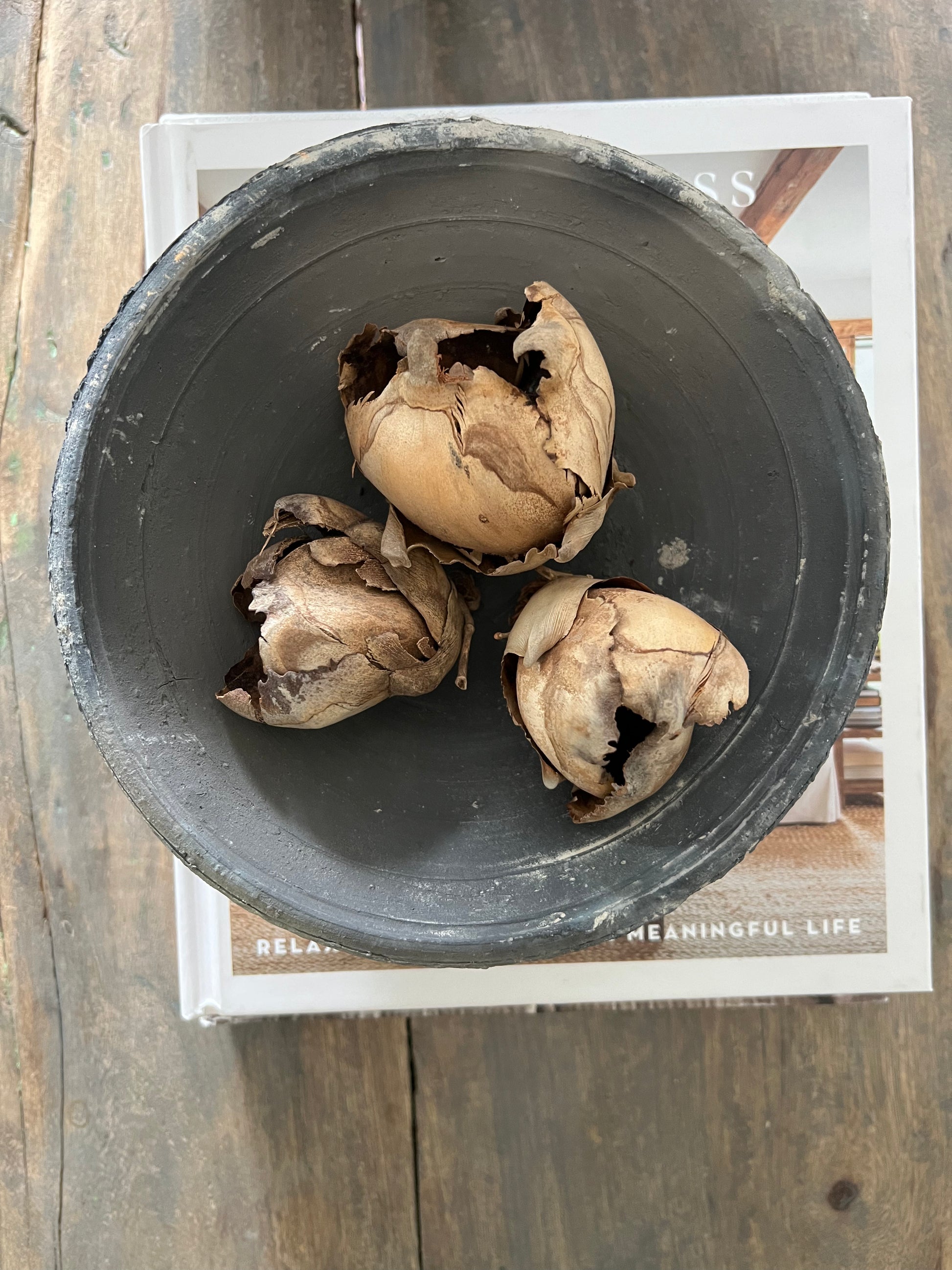 Natural Cacho Pods