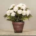 Potted Cream Mums - The Cozy Nest
