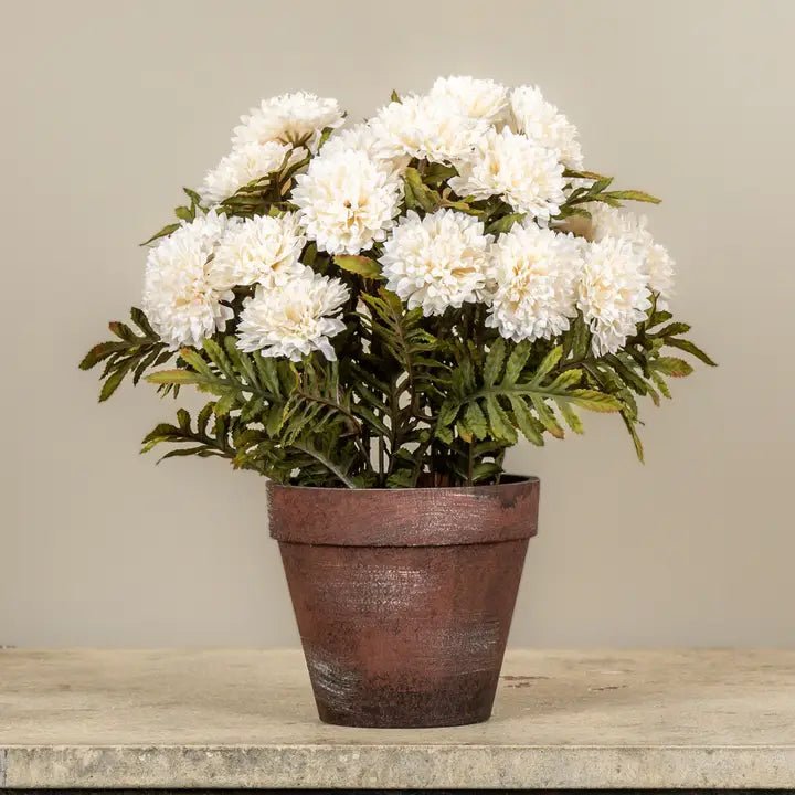 Potted Cream Mums - The Cozy Nest