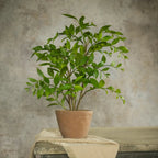 Potted Smilax - The Cozy Nest