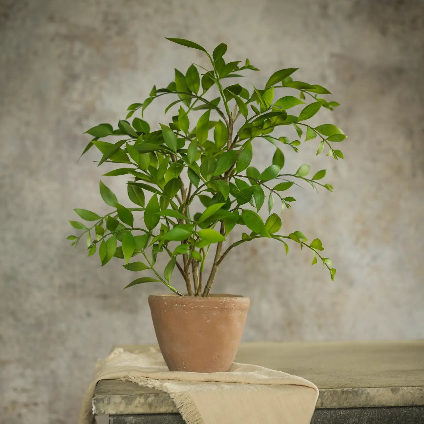 Potted Smilax - The Cozy Nest