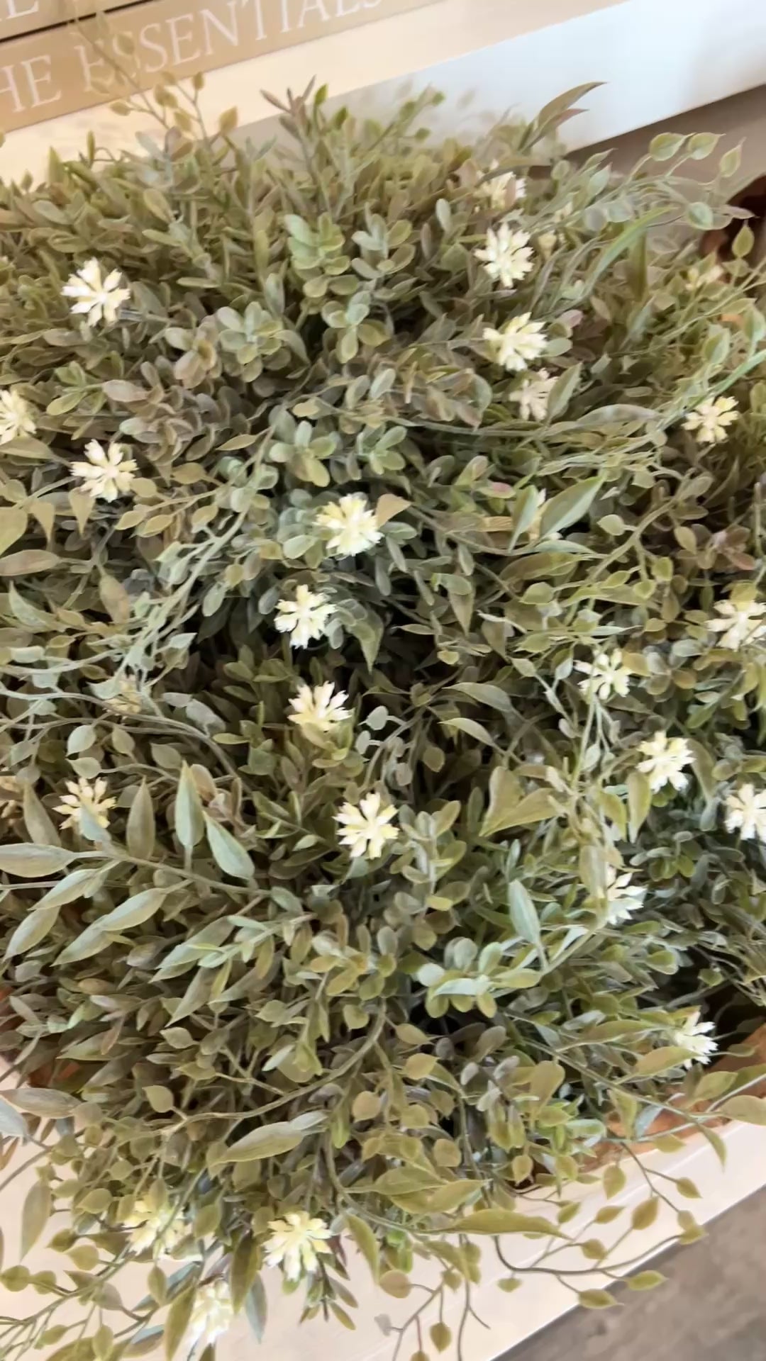 Chadwicks Bloom Bush