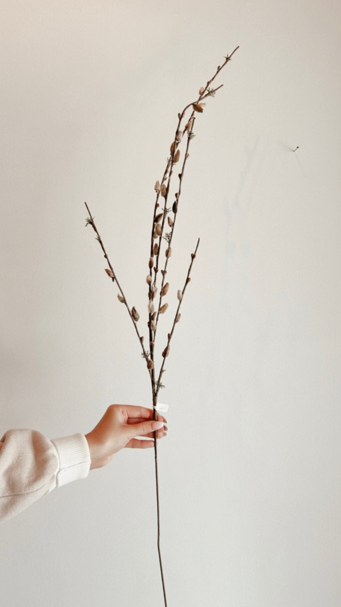 Pussy Willow Stem - The Cozy Nest