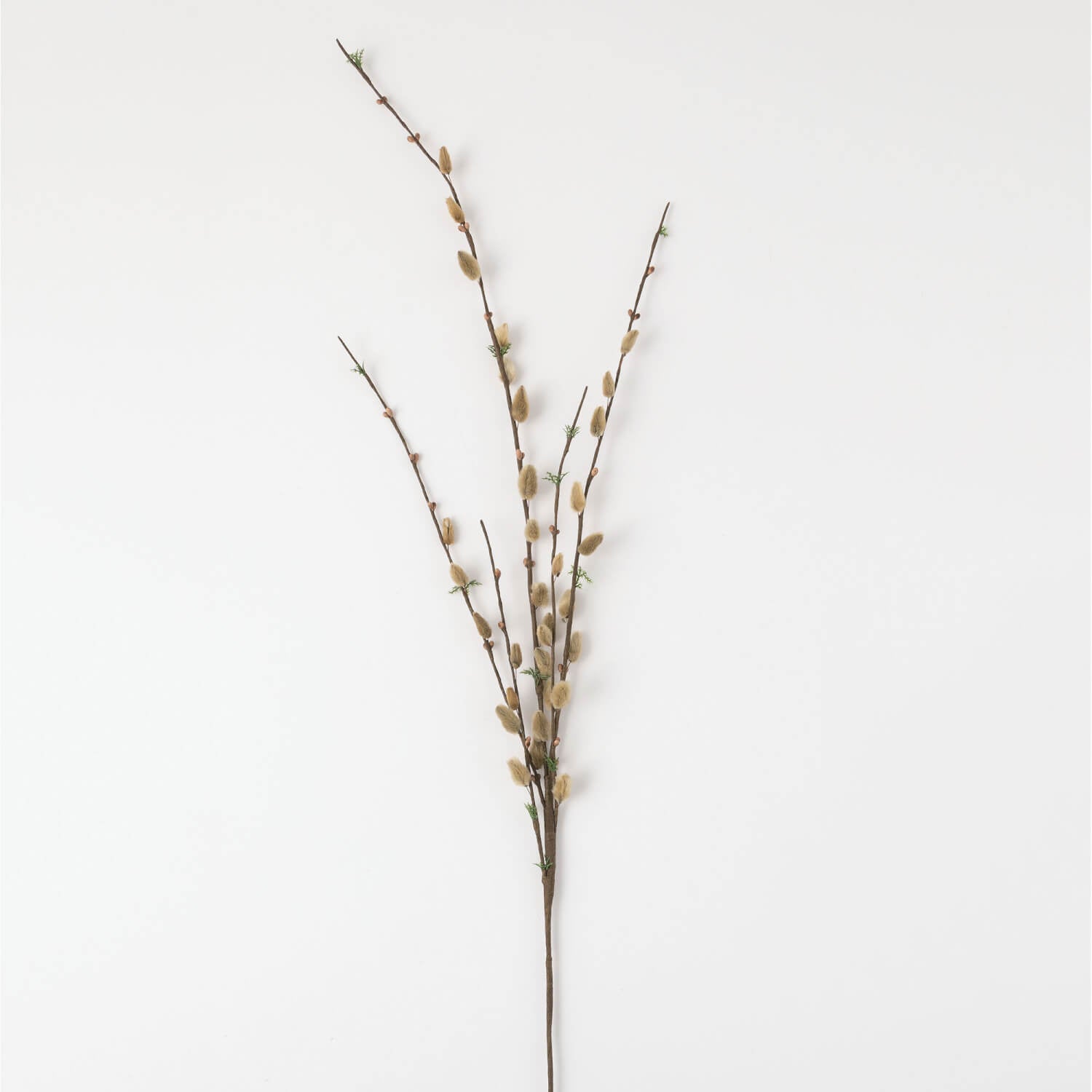 Pussy Willow Stem