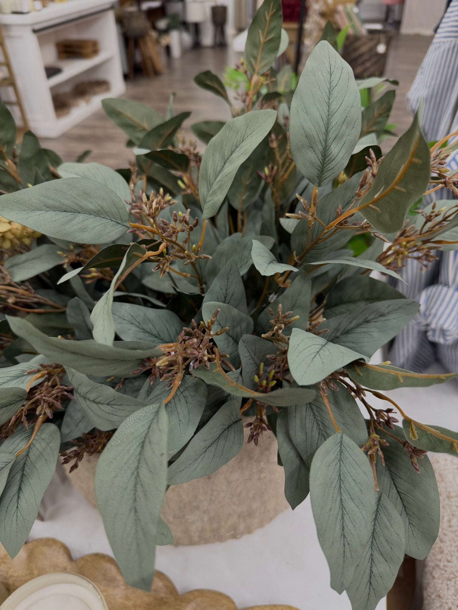 Seeded Eucalyptus - The Cozy Nest